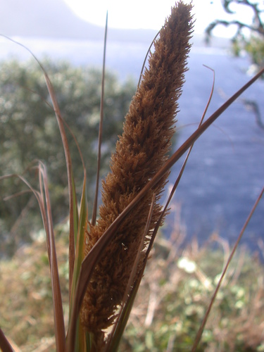 Eragrostis variabilis observed 2006-01-10
