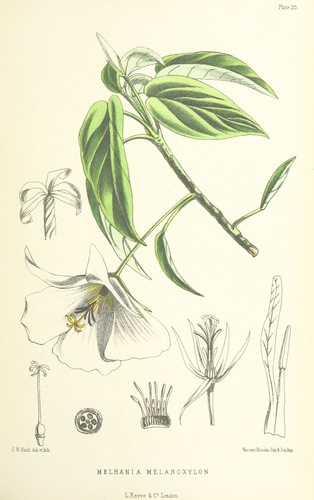 Dwarf ebony (Melhania melanoxylon)