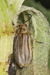 Ophraella notulata