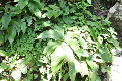 Tectariaceae