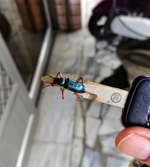 Strongylium erythrocephalum