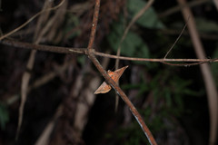Hypopyra