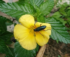 Strongylium erythrocephalum