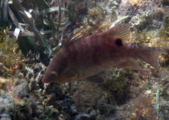 Lachnolaimus maximus