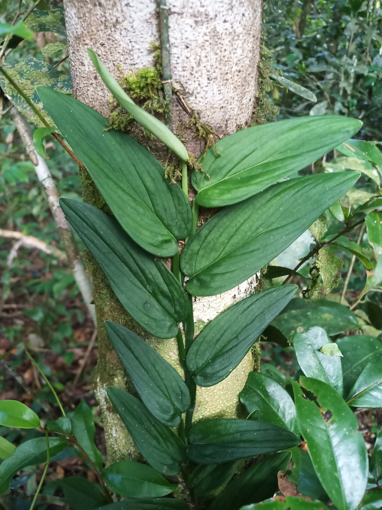 Monstera barrieri