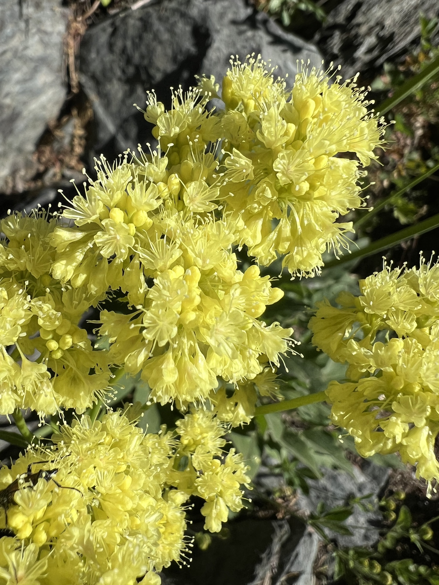 Eriogonum compositum var. compositum