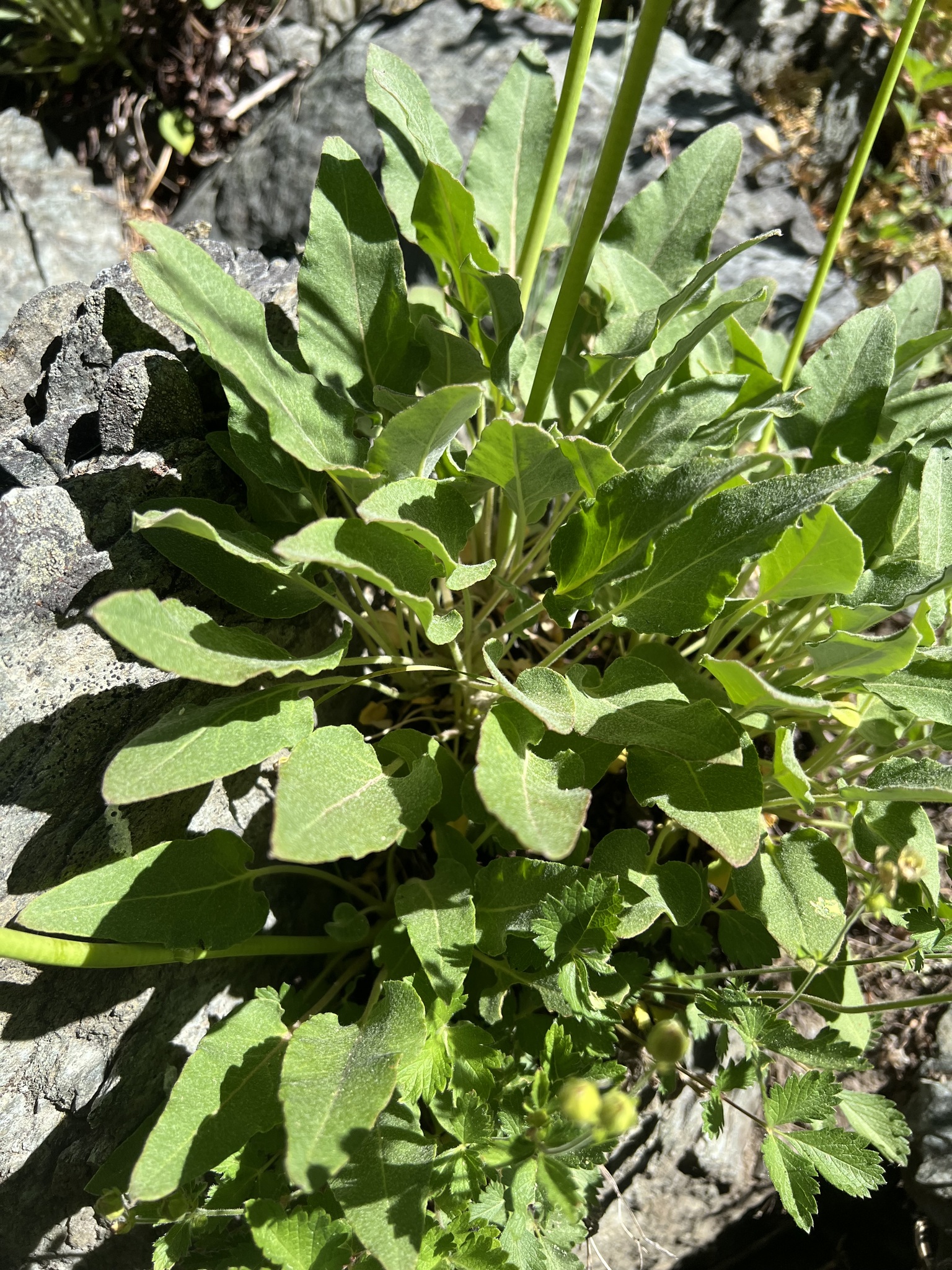 Eriogonum compositum var. compositum