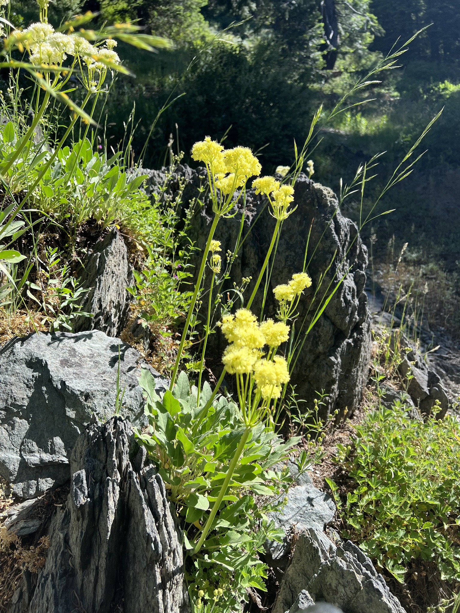 Eriogonum compositum var. compositum