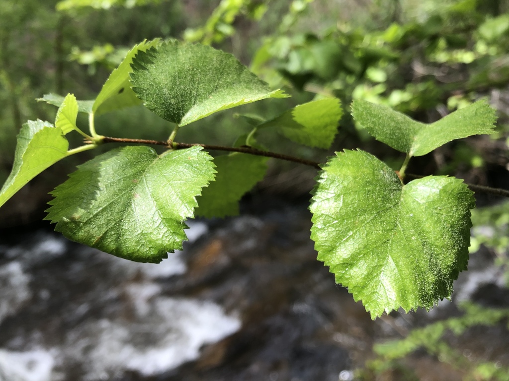 water birch (Dale Hodges Park Native Species) · iNaturalist