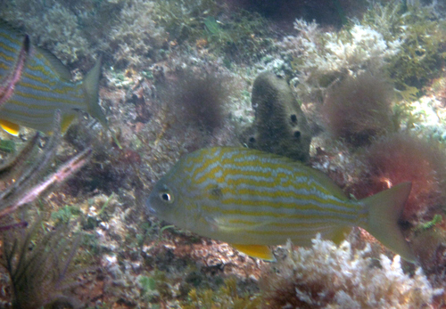 Western Atlantic Seabream