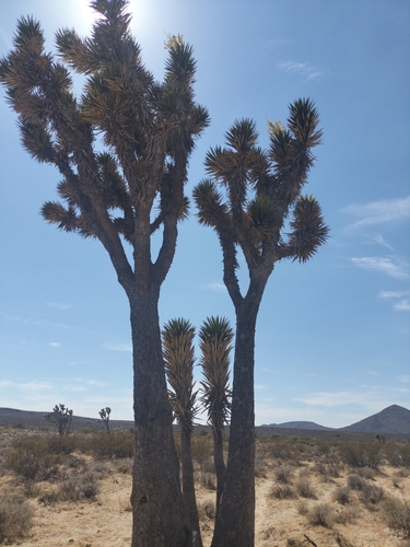 Image of Yucca valida by no rights reserved