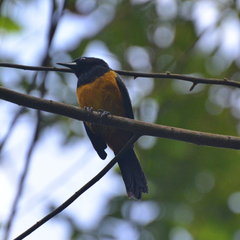 Icterus oberi