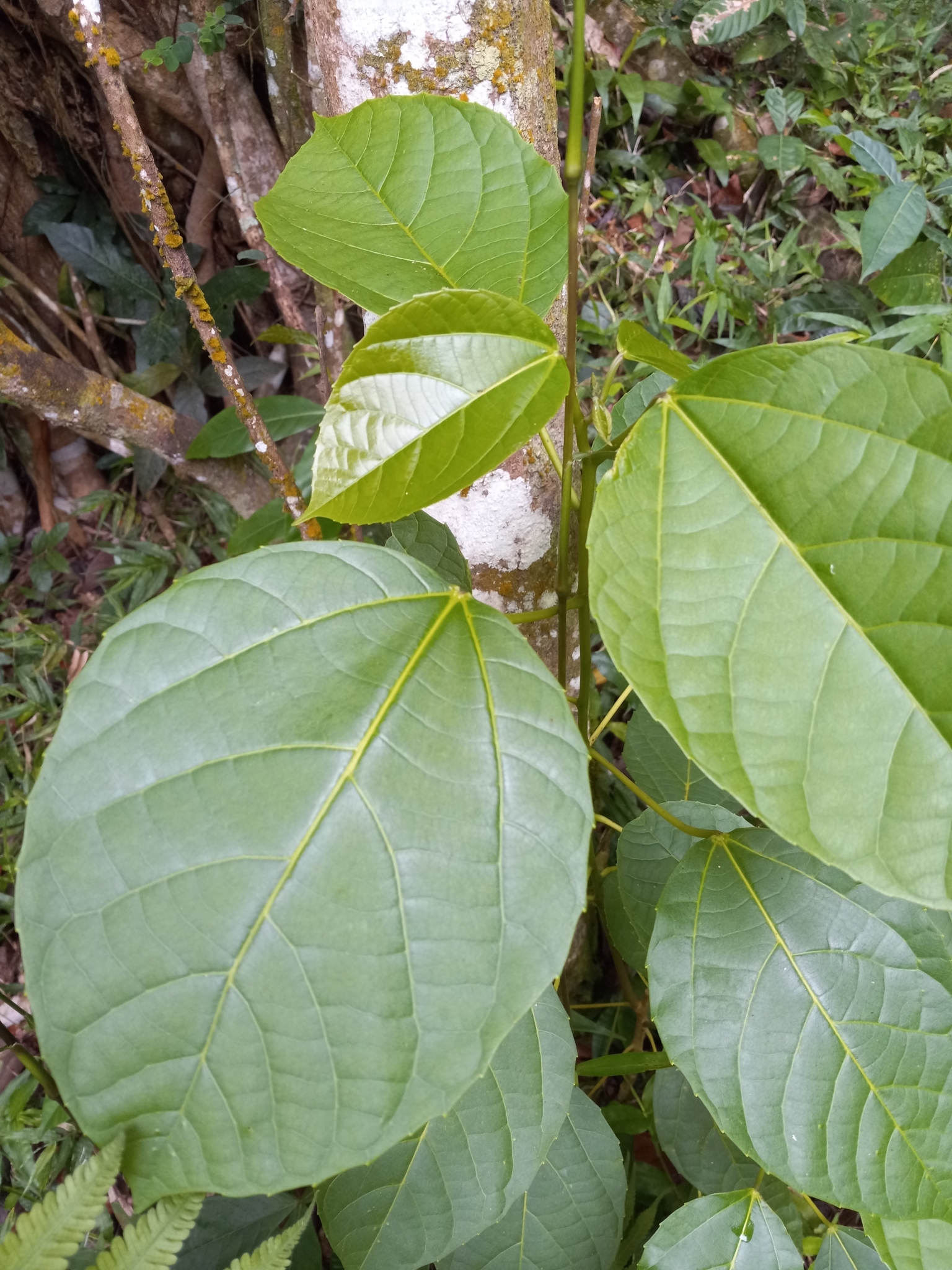Imagem de Tapiá