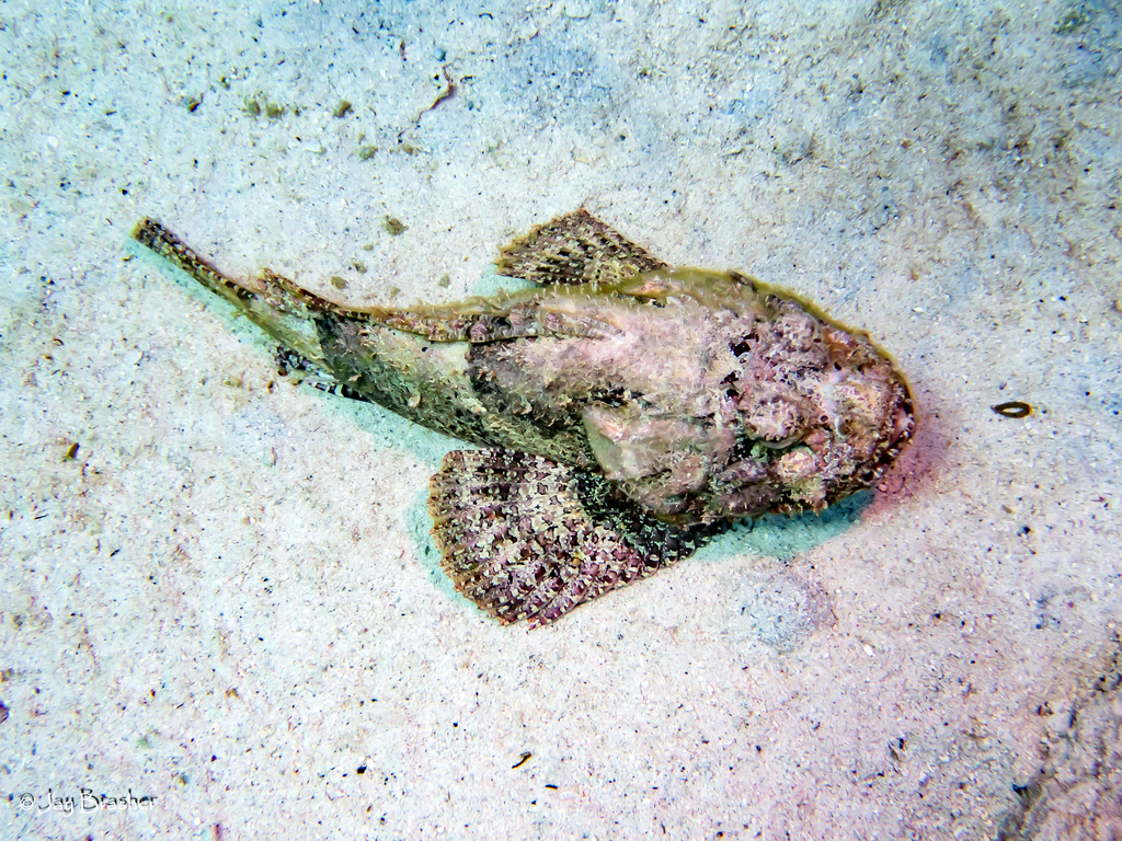 Spotted Scorpionfish