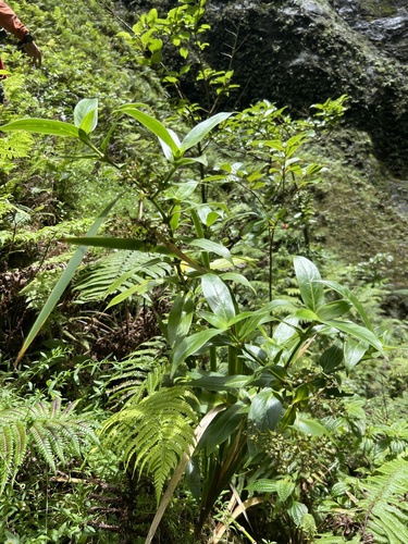 Kadua foggiana observed 2024-07-31