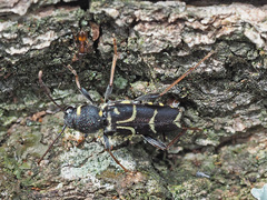Xylotrechus antilope