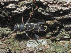 Xylotrechus antilope