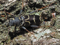 Xylotrechus antilope