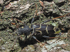 Xylotrechus antilope