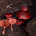 Maroon Madrone Tubaria - Photo (c) noah_siegel, some rights reserved (CC BY-NC-SA), uploaded by noah_siegel
