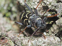 Xylotrechus antilope