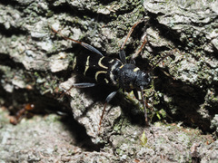 Xylotrechus antilope
