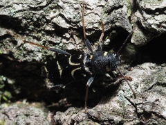 Xylotrechus antilope