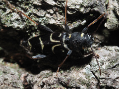 Xylotrechus antilope