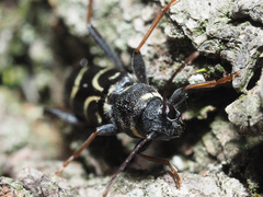 Xylotrechus antilope