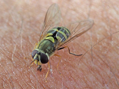 Syrphus vitripennis