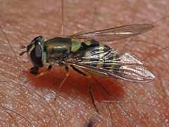 Syrphus vitripennis