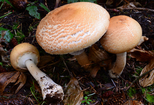 Agaricus smithianus Kerrigan & L.A.Parra