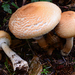 Agaricus smithianus - Photo (c) noah_siegel, some rights reserved (CC BY-NC-SA), uploaded by noah_siegel