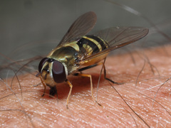 Syrphus vitripennis