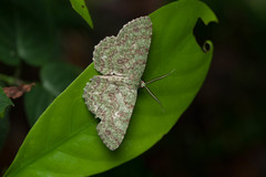 Ophthalmitis herbidaria