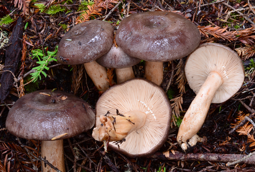 Lactarius kauffmanii Hesler & A.H.Sm.