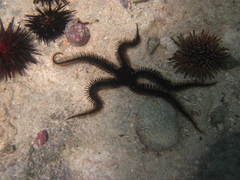 Ophiocoma echinata
