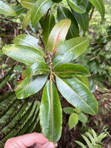 Euphorbia remyi observed 2024-07-31