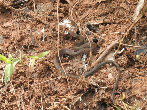 Myers' Graceful Brown Snake