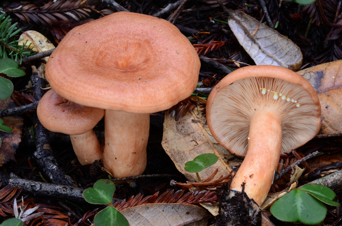 Lactarius xanthogalactus