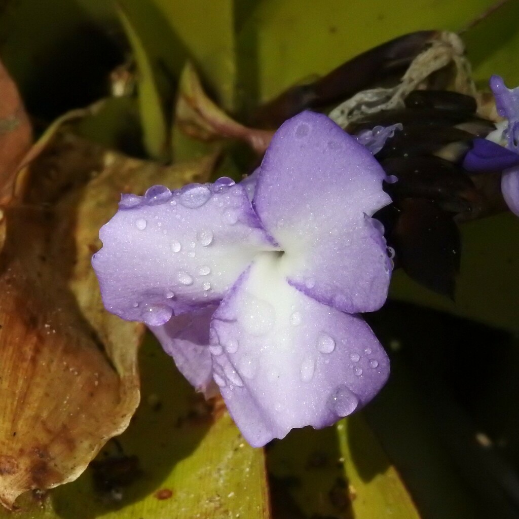 Racinaea hamaleana; photograph (c) Esteban Poveda, some rights reserved (CC BY)