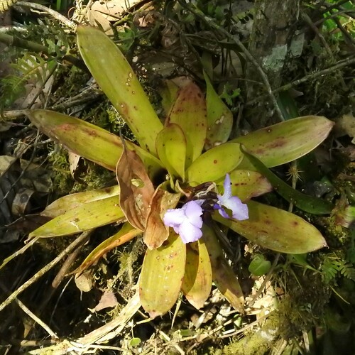 Racinaea hamaleana, photograph 1