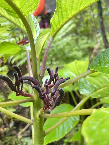 Cyanea remyi observed 2024-07-30