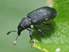 Magdalis ruficornis