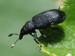 Magdalis ruficornis