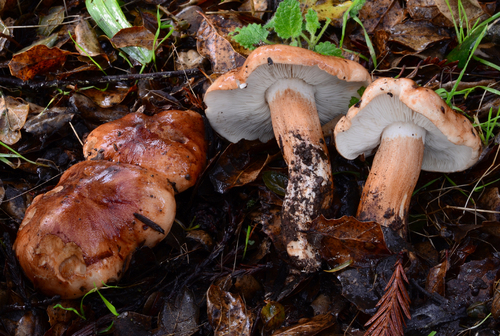 Tricholoma dryophilum