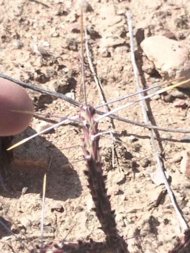 Image of Cylindropuntia tesajo by no rights reserved