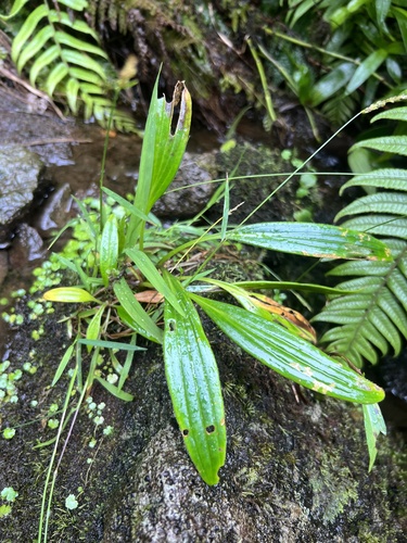 Plantago princeps observed 2024-07-29