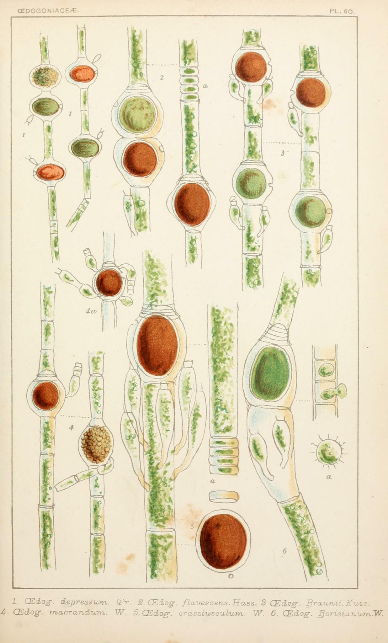 Oedogonium macrandrium