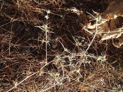 Eryngium creticum